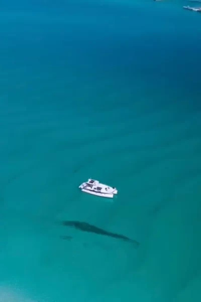 "Vista aérea das águas turquesa cristalinas de Destin, Florida, mostrando um barco branco navegando sobre as águas rasas com um golfinho nadando próximo"
